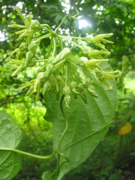 sabidukong|Sabidukong (Telosma procumbens) .